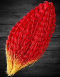 Firecracker - Ariel Curl